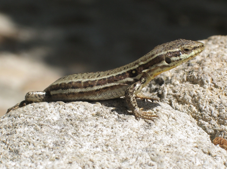 Growing lizard population on Vancouver Island proves to be environmental risk